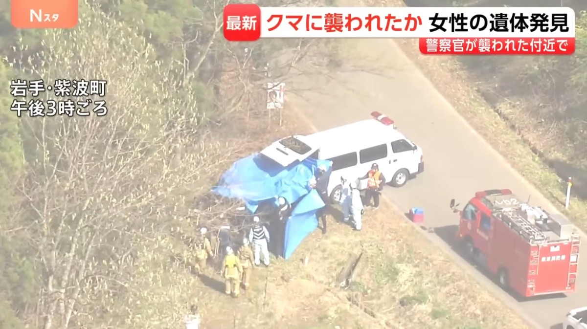 日本熊出沒｜岩手縣山區搜救警臉臂遭撕咬受傷 現場驚見嚴重損毀女屍