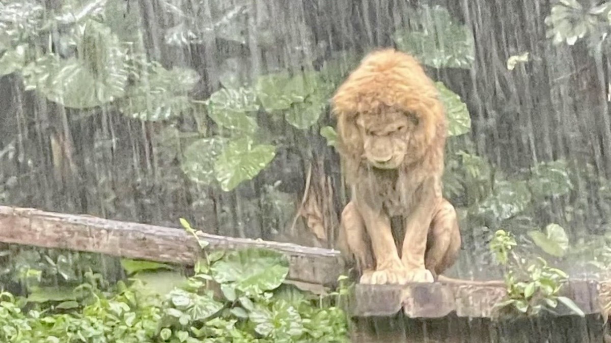 長隆野生動物世界｜獅子淋雨失戀「慘樣」洗版  園方：身體沒異常