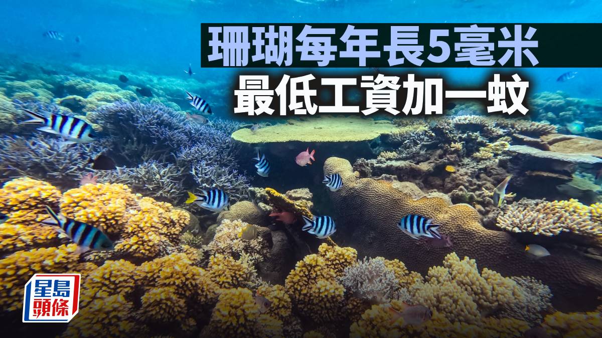 珊瑚每年長5毫米 最低工資加一蚊｜林一一