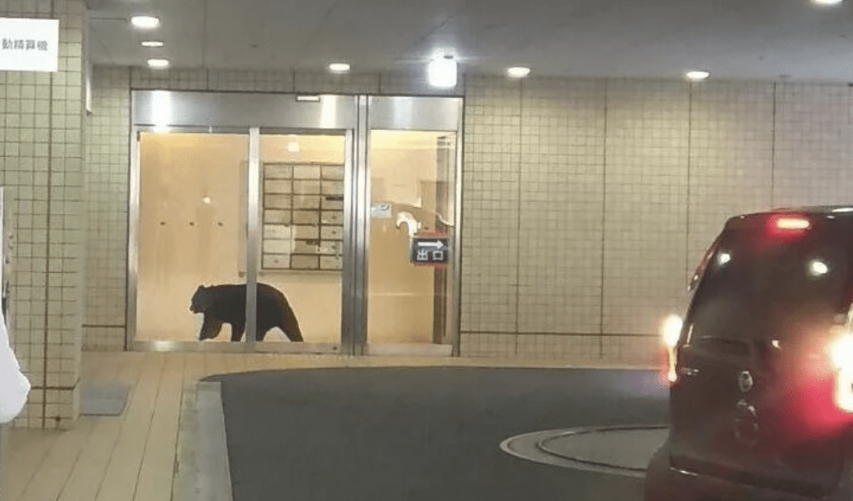 日本熊出沒｜青森鬧市大廈內驚見熊蹤 上月至少6宗襲人釀1死