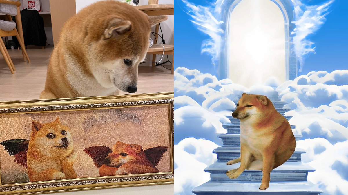 港產meme經典狗狗「小廢柴」離世靠一張相風靡全球與Doge齊名