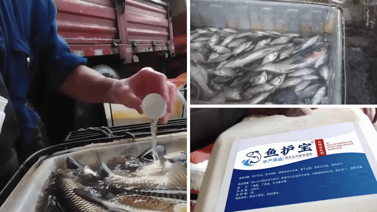 央視踢爆內地「麻醉活魚」黑幕 三無麻藥+工業酒精浸活魚保持賣相 長期食用恐損肝腎