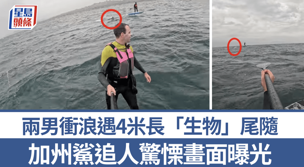 加州衝浪生死時刻 大海中遇大白鯊尾隨追噬 友驚呼：千萬別跌倒
