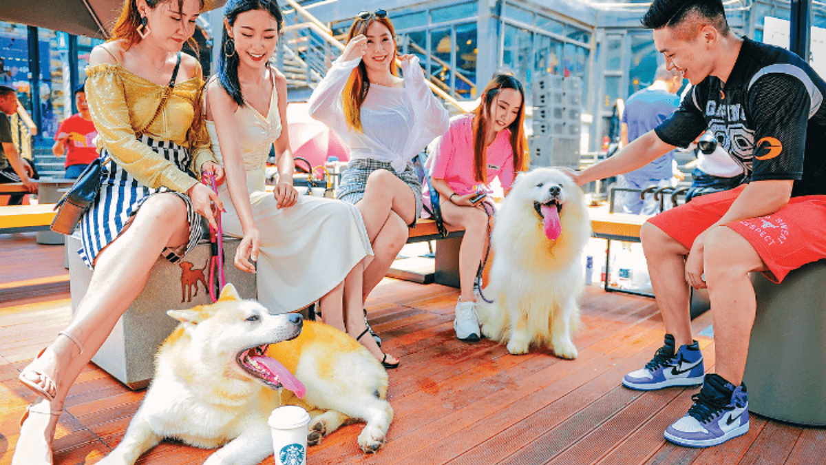 禁虐貓狗︱全國首條伴侶動物草案下架  律師：法例無明確罰則執法難