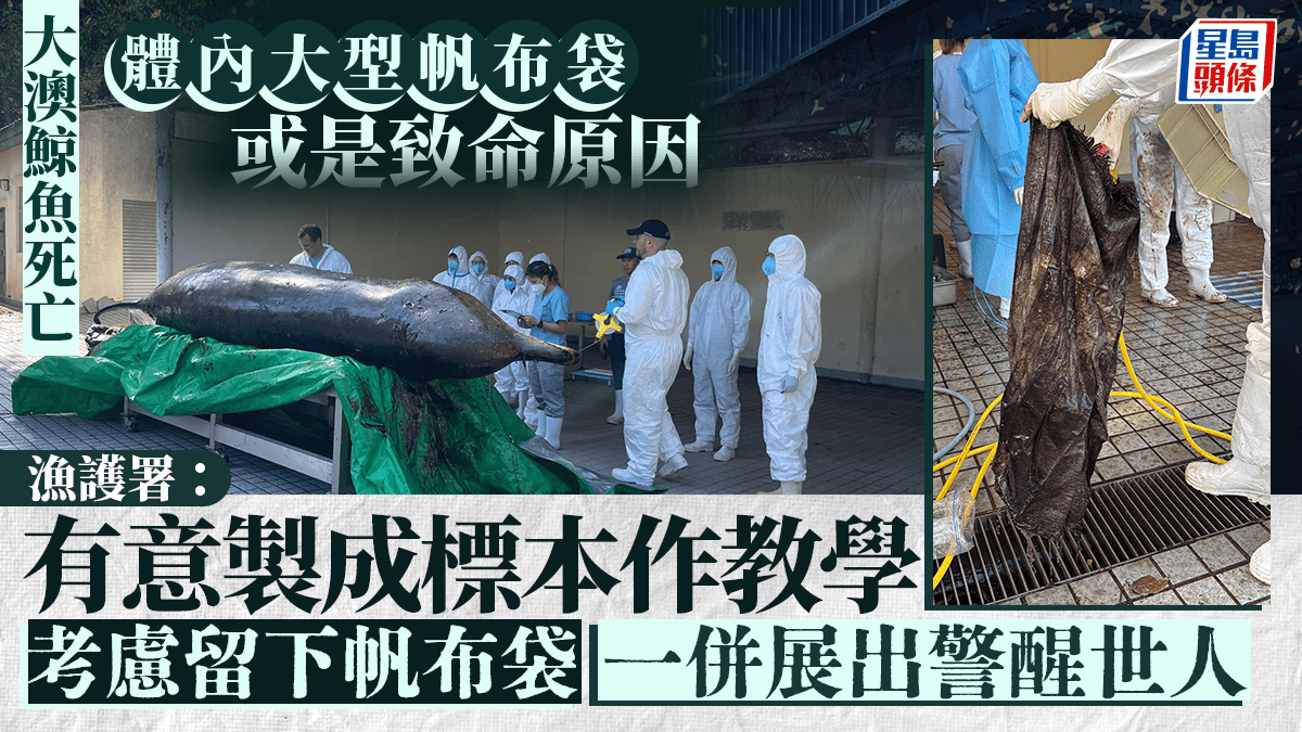 大澳鯨魚擱淺｜漁護署：鯨魚消化系統有帆布袋或致進食困難考慮留下標本作教學用途