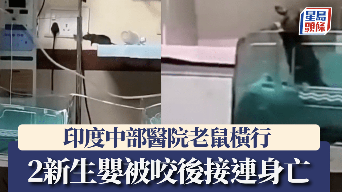 有片|印度中部公立醫院鼠患失控 2新生嬰被咬亡震驚全國