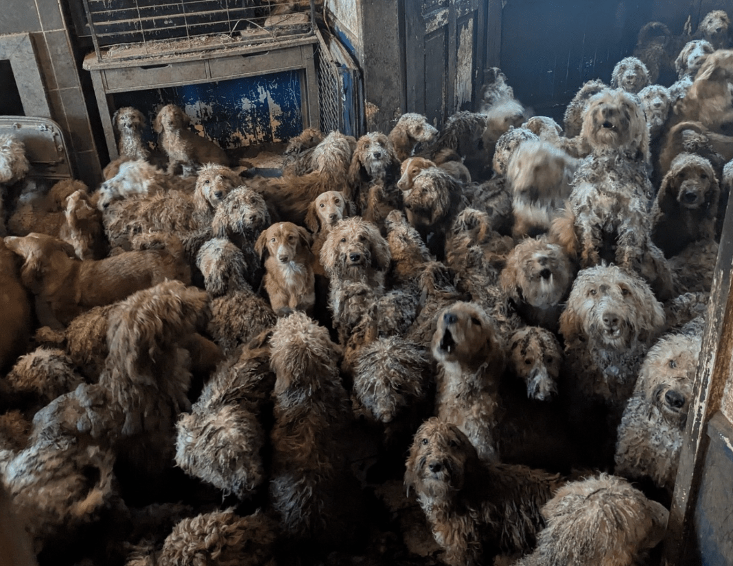 英國民居驚現逾250隻貴婦狗 震撼場面被質疑AI製圖 動協：真實慘劇