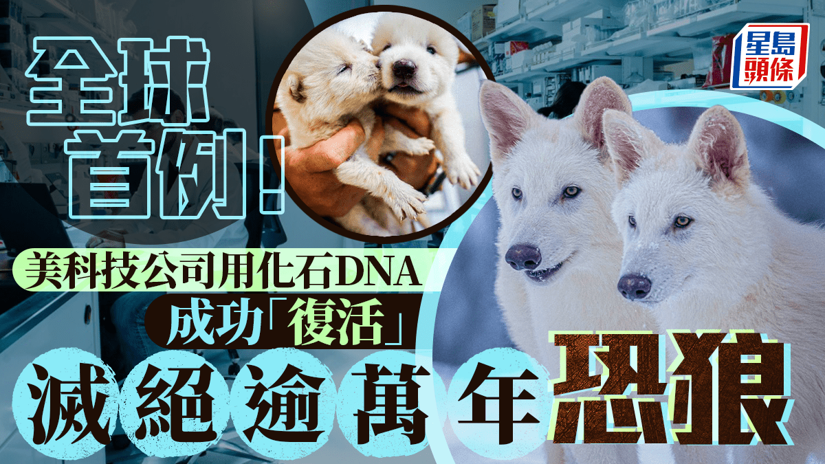 美科技公司利用化石DNA 成功「復活」滅絕逾萬年恐狼