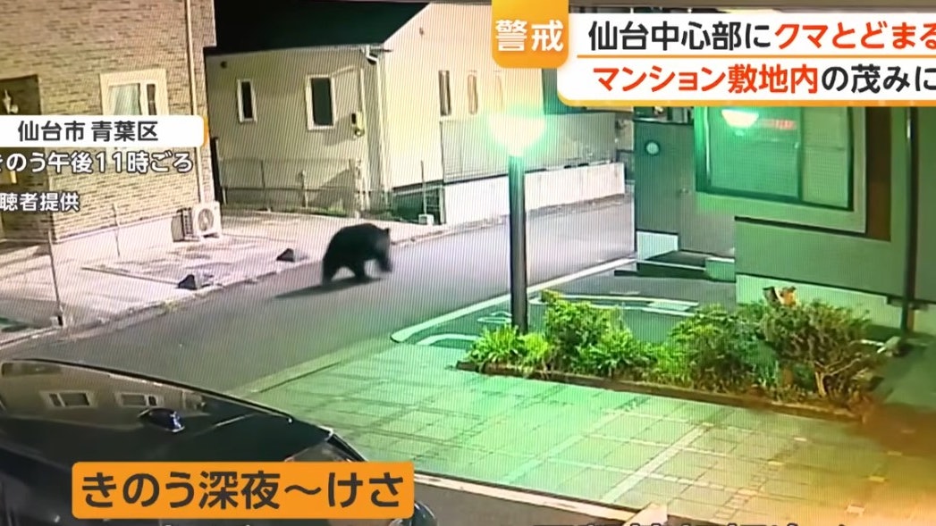 遊日注意 | 仙台住宅區驚現黑熊 躲藏半天遭麻醉擊斃