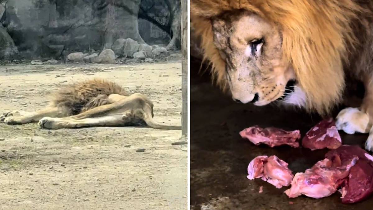 癡情獅王︱遼寧雄獅瘦成「紙片」  園方：伴侶死絕食40多天現已肯進餐