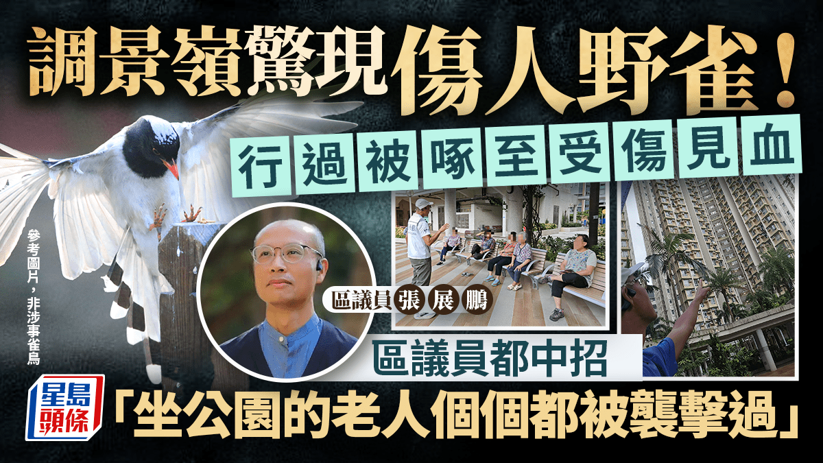 調景嶺驚現傷人野雀！居民被紅嘴藍鵲啄至受傷見血 區議員都中招：坐公園的老人個個都被襲擊過