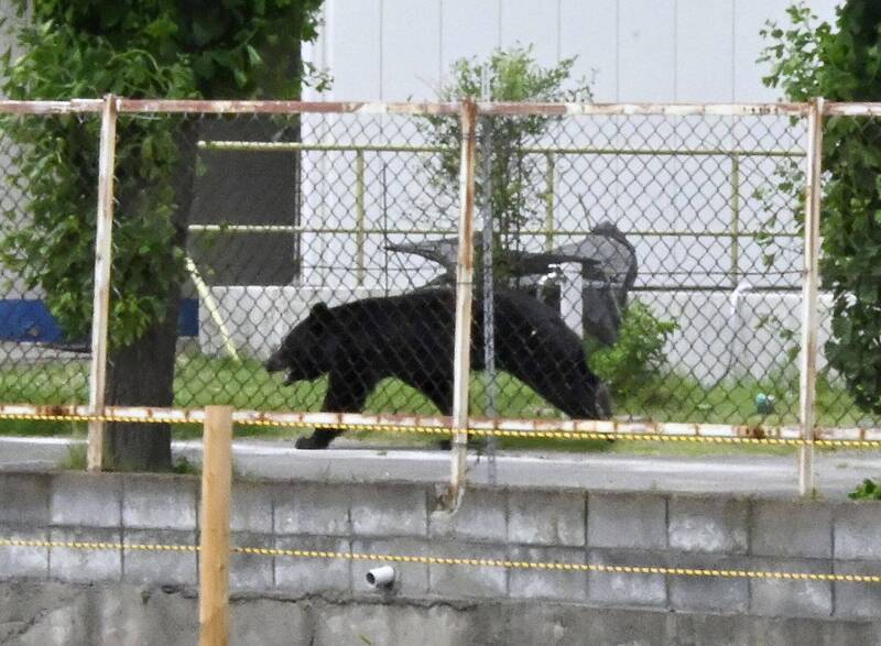 日本熊出沒 | 宇都宮40多宗熊出沒報告 市內94間中小學全面停課