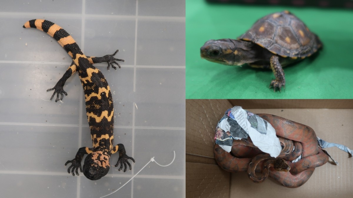 荷蘭返港男被控虐畜等兩罪 涉寄艙行李走私31隻瀕危爬行類動物