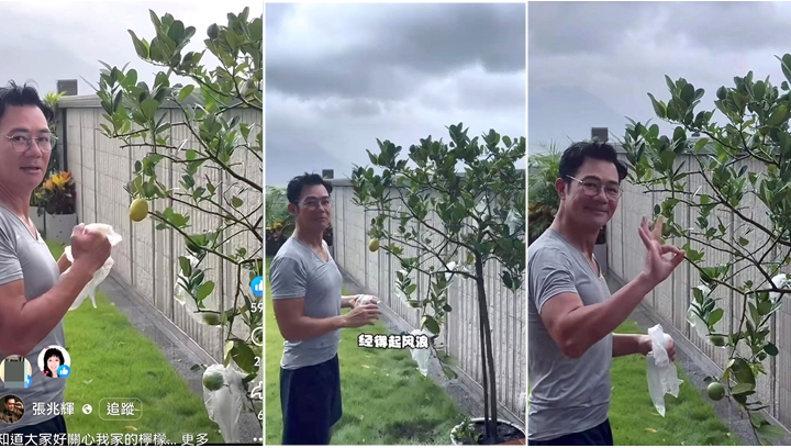 張兆輝吸20萬次瀏覽爆哲理金句:經歷風浪自會強壯 變身䁔男農夫打風前為檸檬樹穿「膠袋雨衣」 張兆輝吸20萬次瀏覽爆哲理金句:經歷風浪自會強壯 變身䁔男農夫打風前為檸檬樹穿「膠袋雨衣」