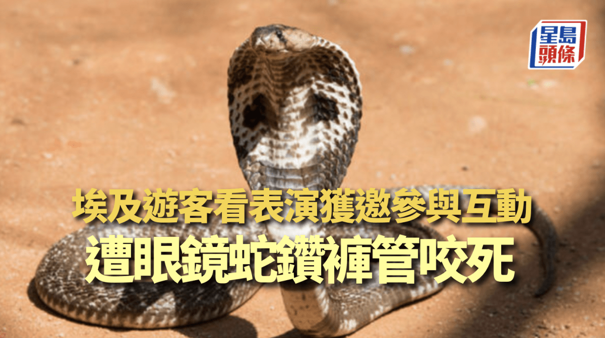 埃及遊客看表演遭眼鏡蛇鑽褲管咬腳 當場中毒亡