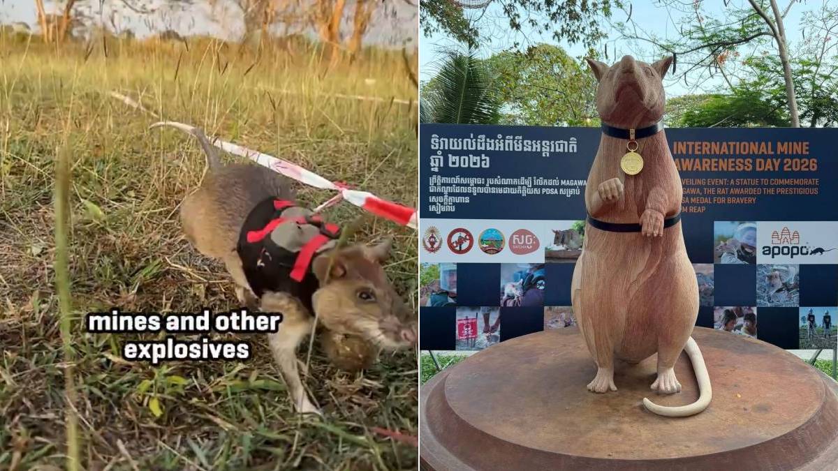 Magawa︱5年清理雷區如20座足球場  柬埔寨為掃雷鼠建紀念石像