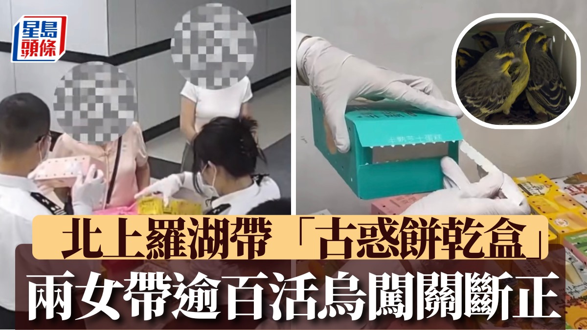羅湖口岸—兩女北上攜古惑餅乾盒 關員截查揭藏119隻活鳥|有片