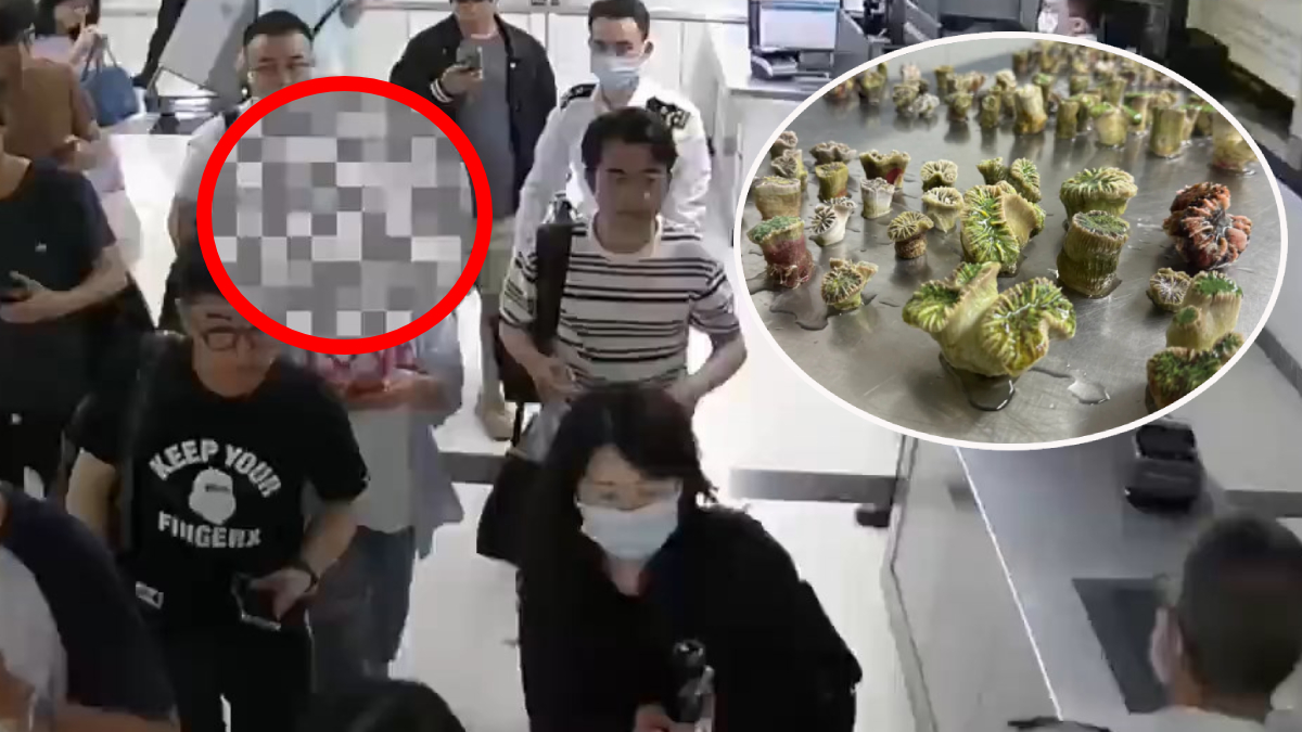 羅湖口岸—14男女胸腰纏瀕危石珊瑚北上 關員10分鐘截13人—有片
