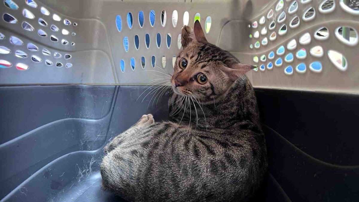 大埔宏福苑五級火｜愛協：再救出91隻動物 其中73隻生還