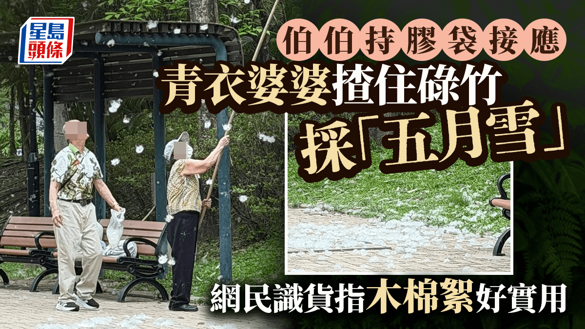 青衣婆婆揸住碌竹採「五月雪」 伯伯持膠袋接應 網民識貨指木棉絮好實用｜Juicy叮