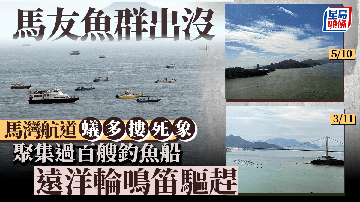 深井馬友出沒過百釣魚船聚集馬灣航道遠洋輪駛過驚險議員形容「好誇張」