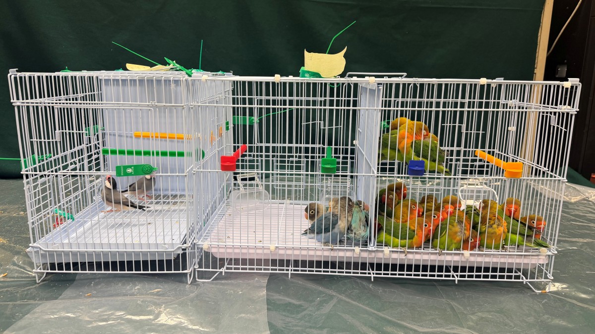 羅湖海關截查61歲抵港婦 行李內發現241隻活雀 其中26隻為瀕危