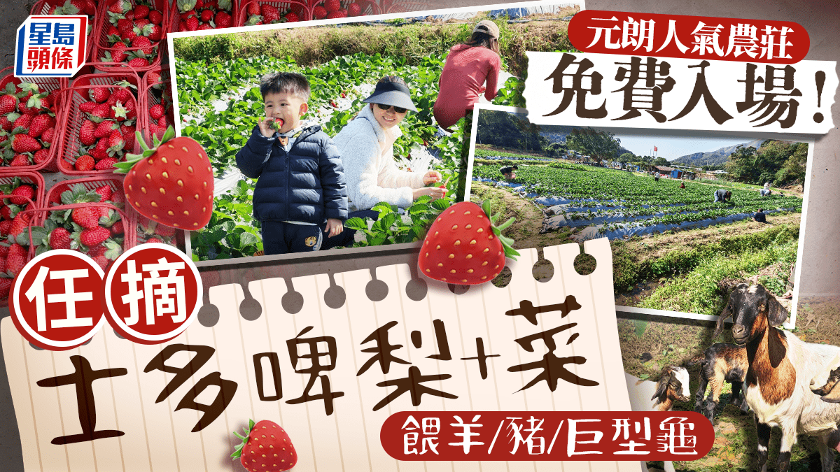 元朗忠泰農莊免費入場 任摘士多啤梨+蔬菜 親手餵羊 Pig