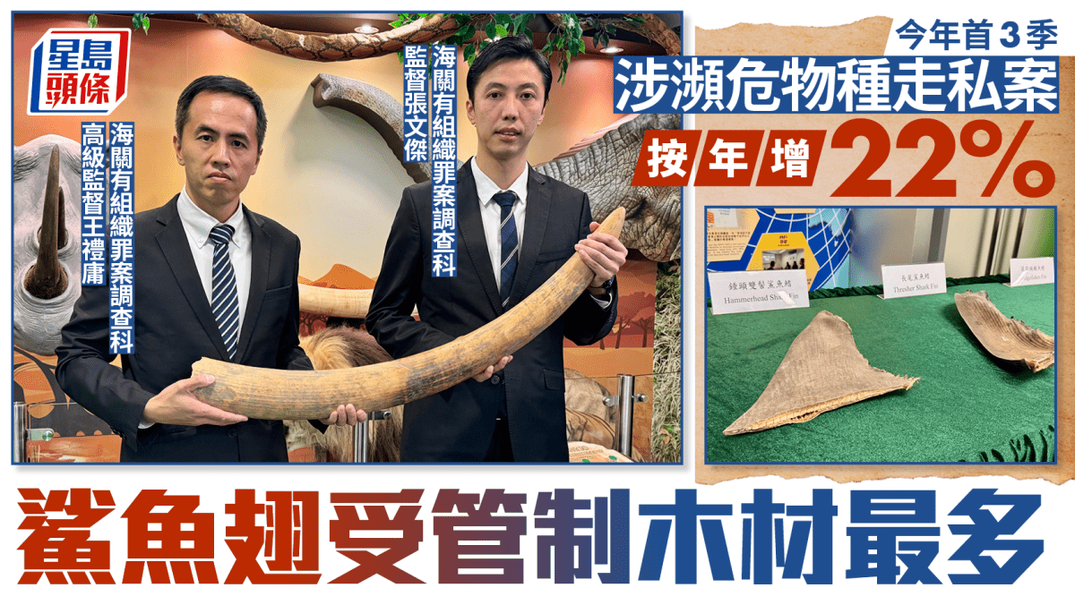 首三季瀕危物種走私逾400宗增22% 鯊魚翅受管制木材最多 首三季瀕危物種走私逾400宗增22% 鯊魚翅受管制木材最多