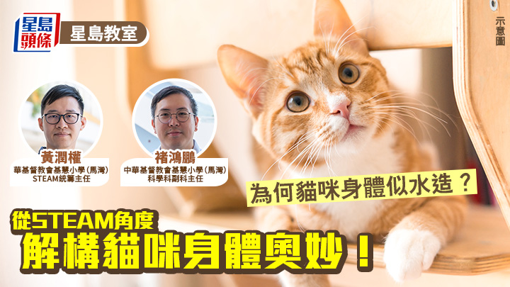 為何貓咪身體似水造?從STEAM角度 解構主子身體奧妙!