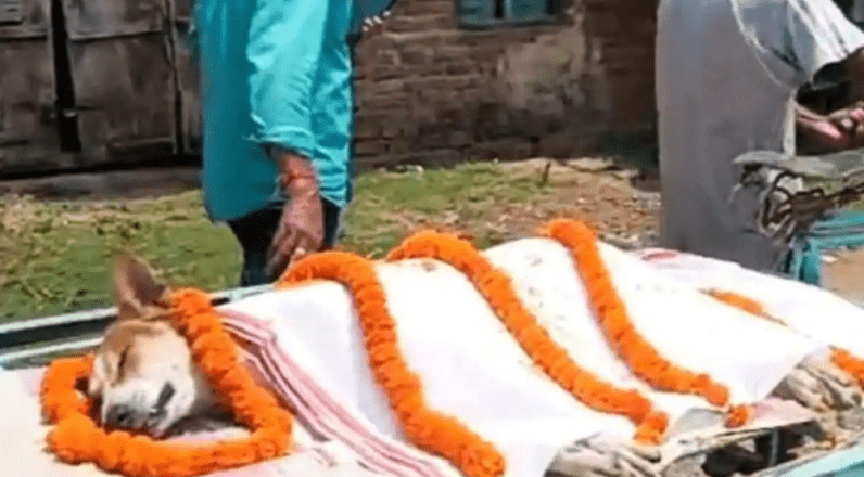 忠犬捨身戰毒蛇救30童 村民淚別巡遊禮葬