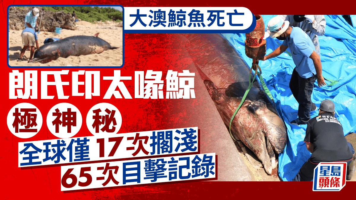 朗氏印太喙鯨極罕見全球僅17次擱淺65次目擊記錄｜大澳鯨魚擱淺