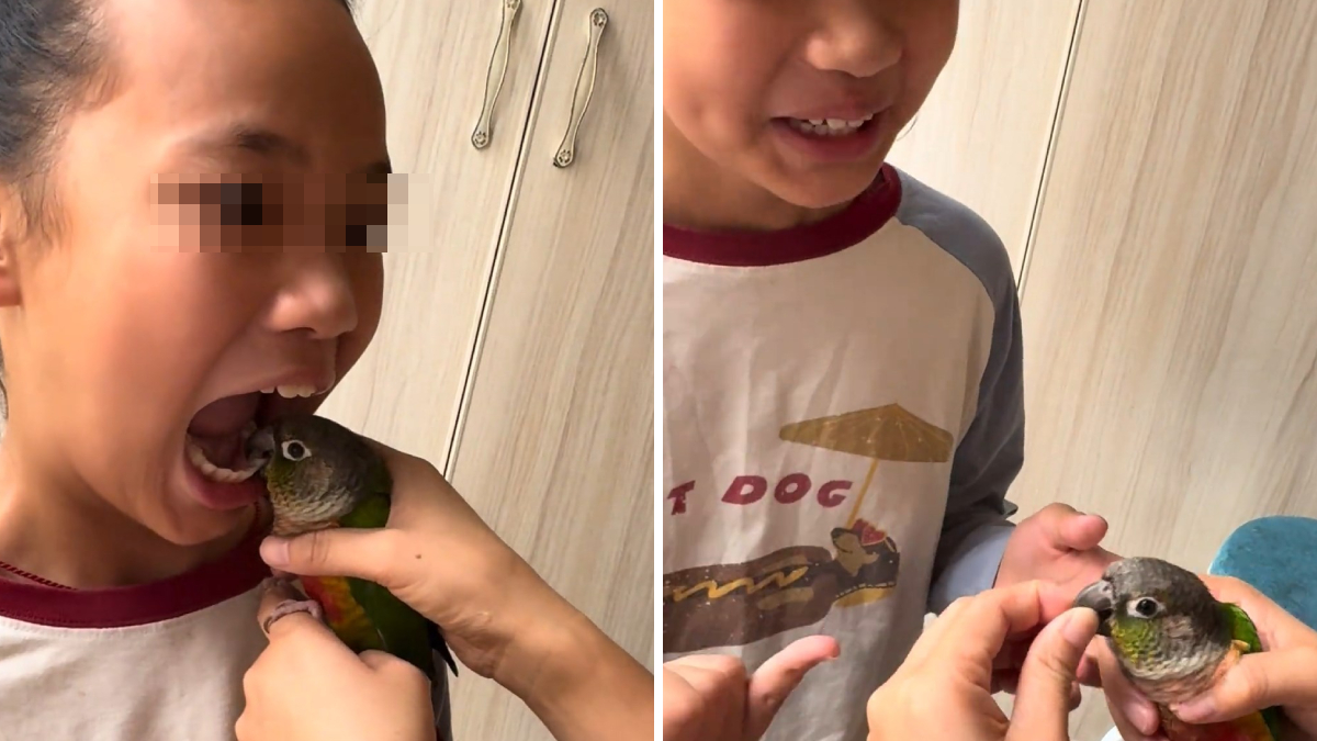 唔搵牙醫靠鸚鵡剝牙片瘋傳 醫生警告:隨時染禽流感