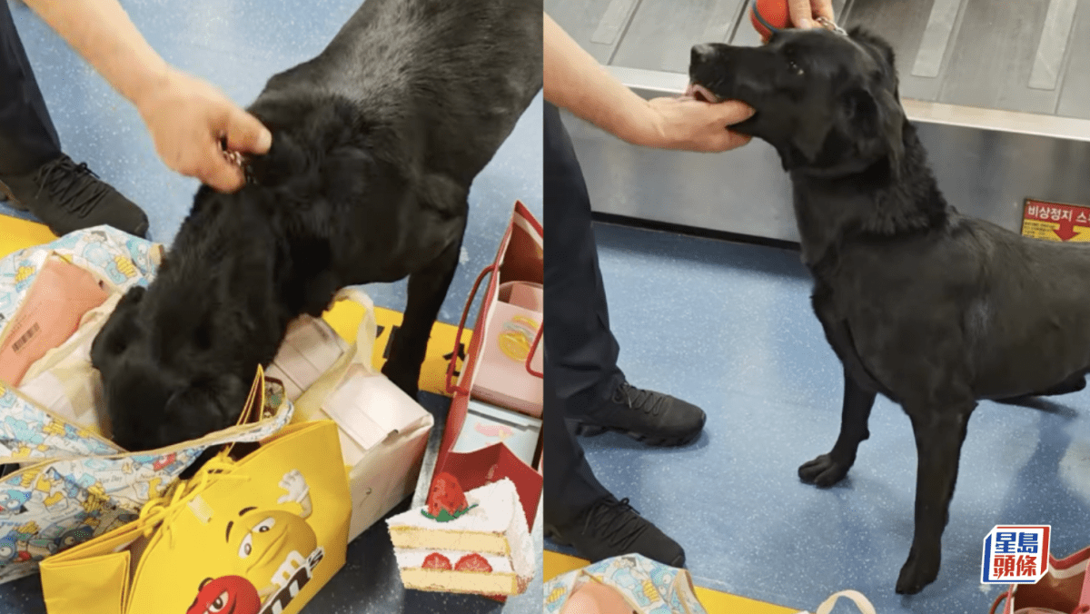 南韓機場檢疫犬「公器私用」 搜出可疑物當場「銷毀」笑翻全網