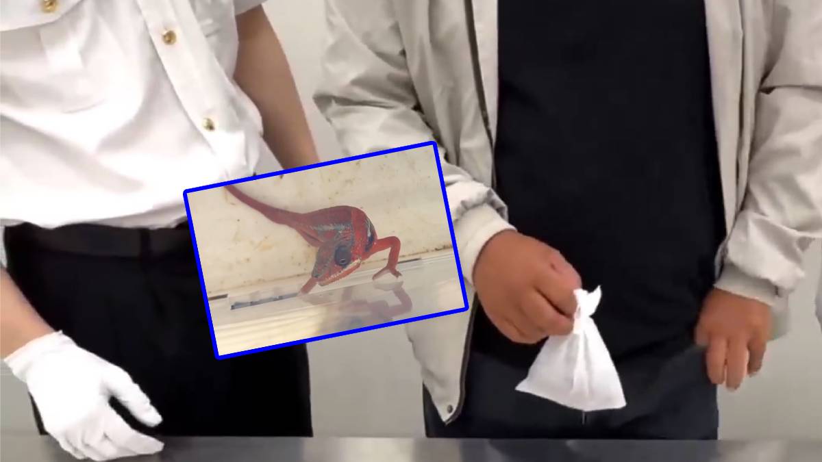 福田口岸︱北上男步姿古怪 海關識破褲袋藏4瀕危「變色龍」︱有片 福田口岸︱北上男步姿古怪 海關識破褲袋藏4瀕危「變色龍」︱有片