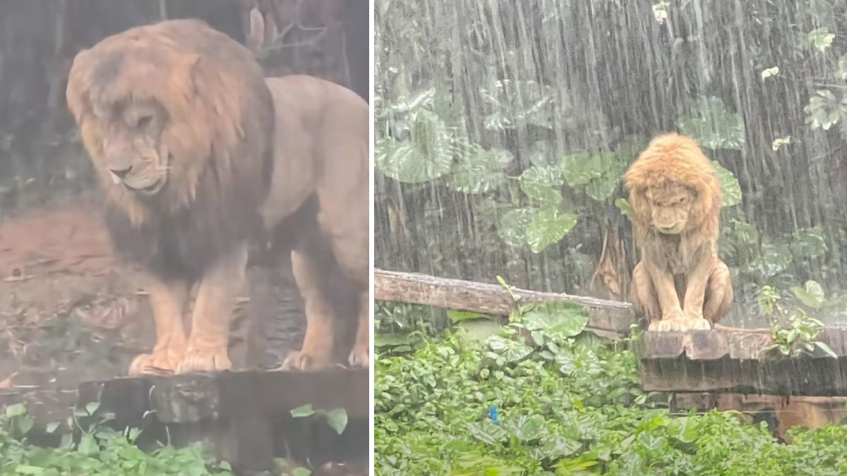 廣州長隆淋雨獅子失戀樣「洗版」 園方：身體沒異常︱有片