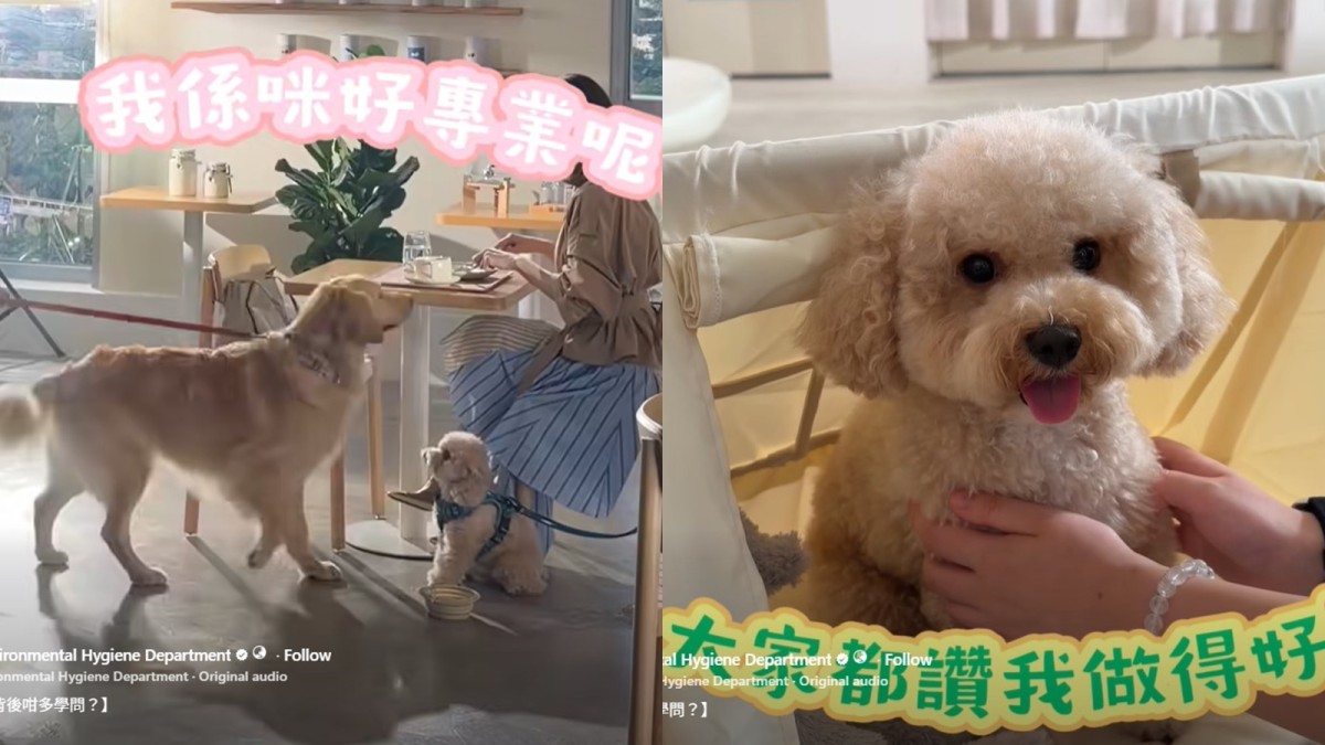 狗隻入食肆︱「美貌與智慧並重」女主角示範點帶「汪星人」去餐廳 食環署預告6.12有片睇！