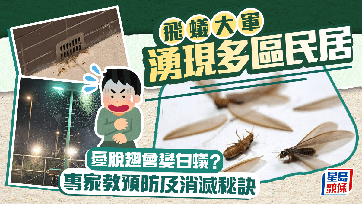飛蟻大軍湧現多區民居 憂脫翅會變白蟻？專家教預防及消滅秘訣