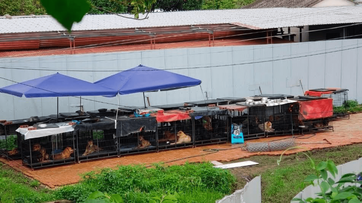 錦上路狗場多狗被困籠中淋雨｜愛協：場主為「520浪浪加油站」負責人 冀再與漁護署進行聯合巡查