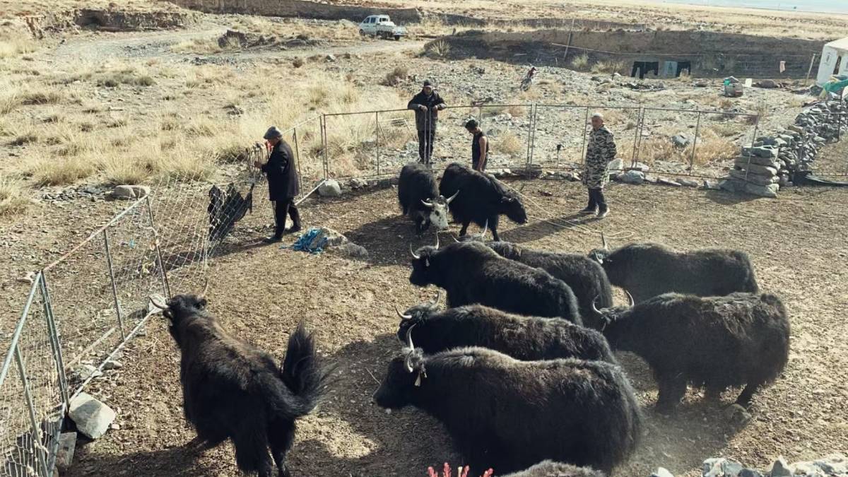 低價進口肉苦了青海牧場  專訪內地紀錄片導演焦小芳