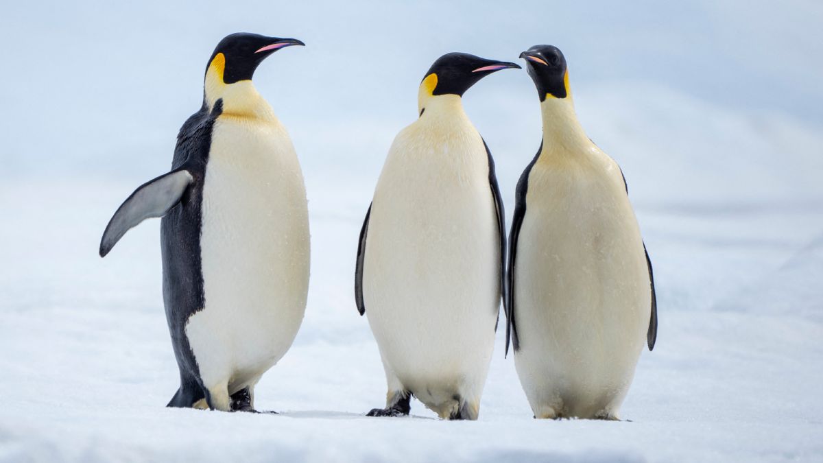 南極海冰加速融化 皇帝企鵝改列瀕危 全球氣候危機敲響警鐘