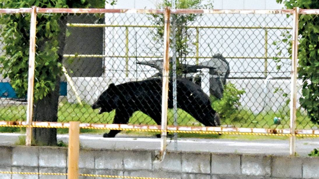 日本熊出沒︱黑熊受困後竟「開鎖推窗」逃脫 潛伏福島人心惶惶