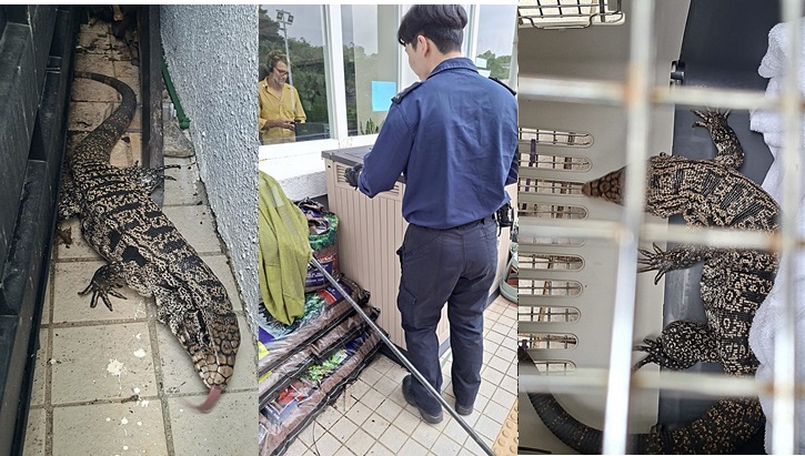 [生態守護] 泰加蜥蜴赤柱「返學」自動鑽進垃圾膠袋被擒，AI反思人類與野生生命在都市中的意外共處與溫柔守護