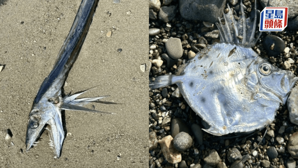 日本海岸驚現「惡魔獠牙怪魚」 網民憂地震先兆