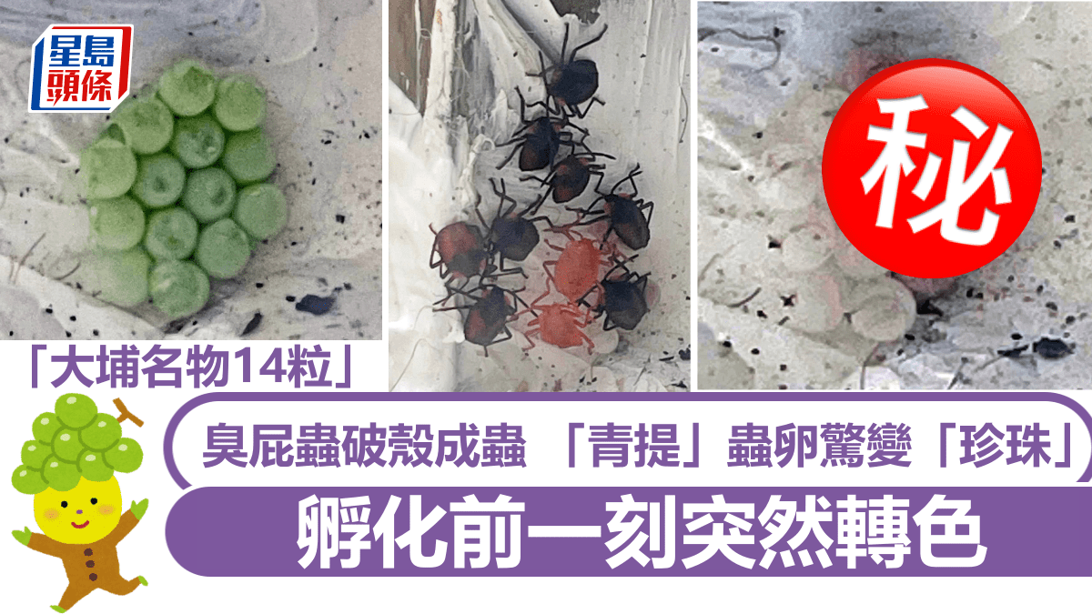 大埔名物」破殼成蟲「青提」蟲卵驚變「珍珠」 孵化前一刻突然轉色｜Juicy叮