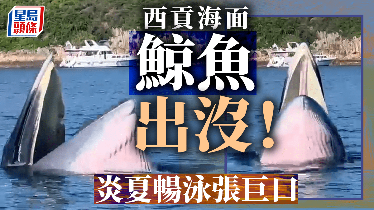 西貢鯨魚．有片│南風灣附近海面出現專家指是布氏鯨在港出沒十分罕見