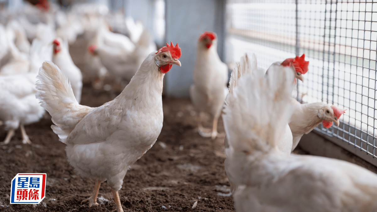 內地空置單位慘變「農家樂」 遭挪用養雞熏臘肉 滿屋糞便兼惡臭 管理處竟無監管