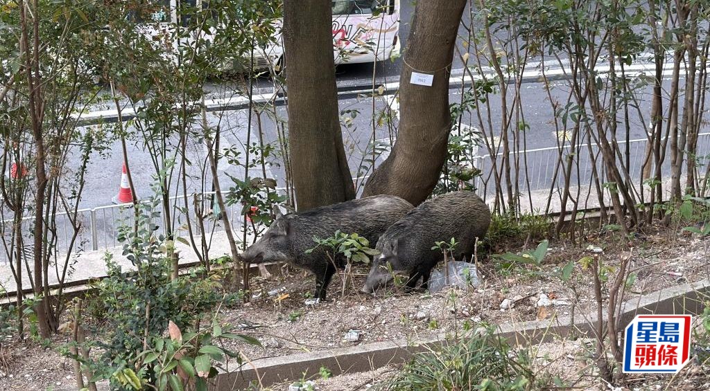 每日雜誌｜一家八口遭「滅門」 野豬撲殺量飆升惹關注  團體冀公布人道處理準則 籲加強公眾教育及廢物管理