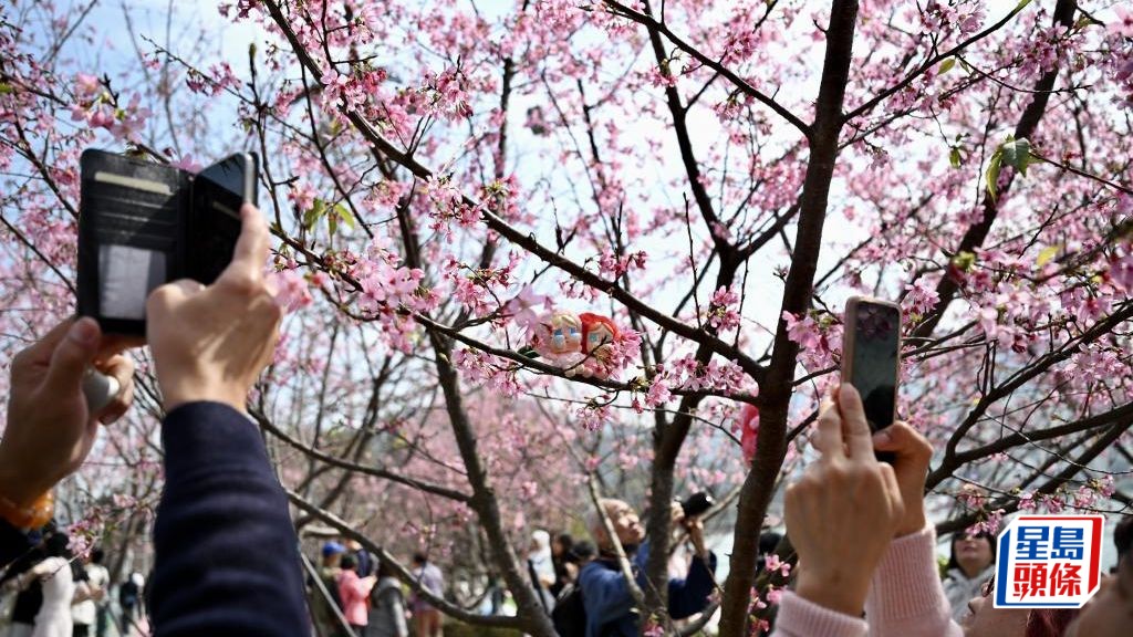 每日雜誌丨文創餐飲映華姿 旅業盛放花開時 「賞花經濟」主流化 業界籲升級體驗街頭風景變商機