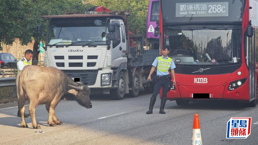 每日雜誌｜香港瘰螈屍骸遍地  野生動物「路殺」頻生   相關平台月內接獲300報告  團體籲建「風險地圖」預防
