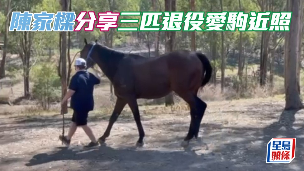 陳家樑分享三匹退役愛駒近照